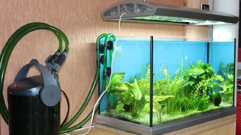 Everything you should know about Fish Tank Filters
