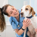 Learn Why It's Important to Take Your Pet in for CheckupsRegularly